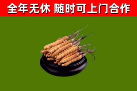 李沧区回收散虫草