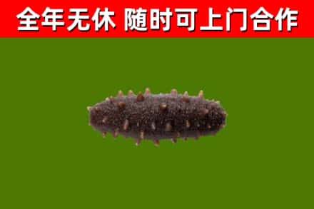 李沧区回收海参干